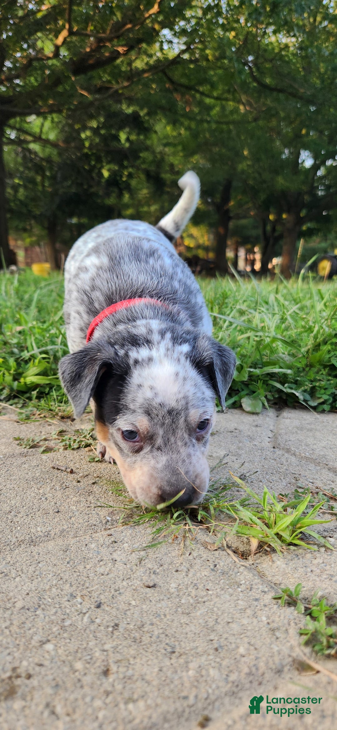 Catahoula Leopard Dog dogs for sale: Dallas - Image 5