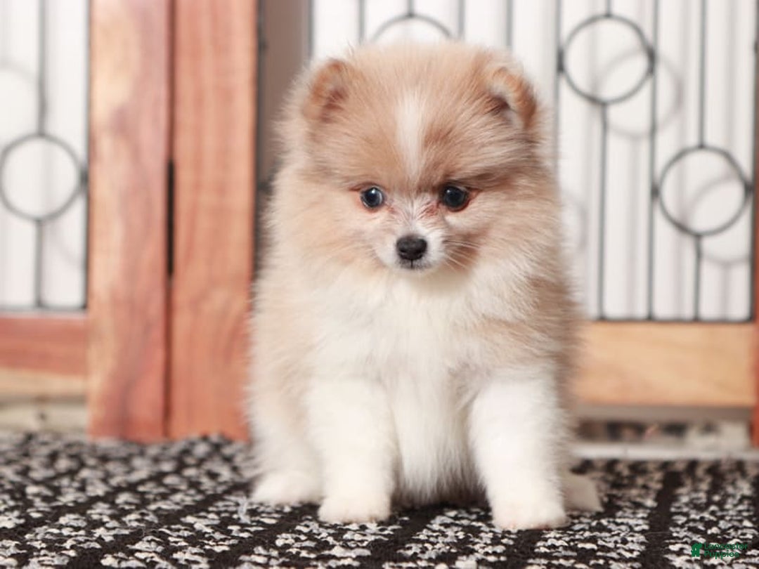 Pomeranian dogs for sale: Pebbles - Image 1