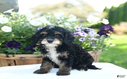 Cavapoo dogs for sale: Kisses - Image 5