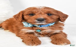 Cavapoo dogs for sale: Goffy - Image 5