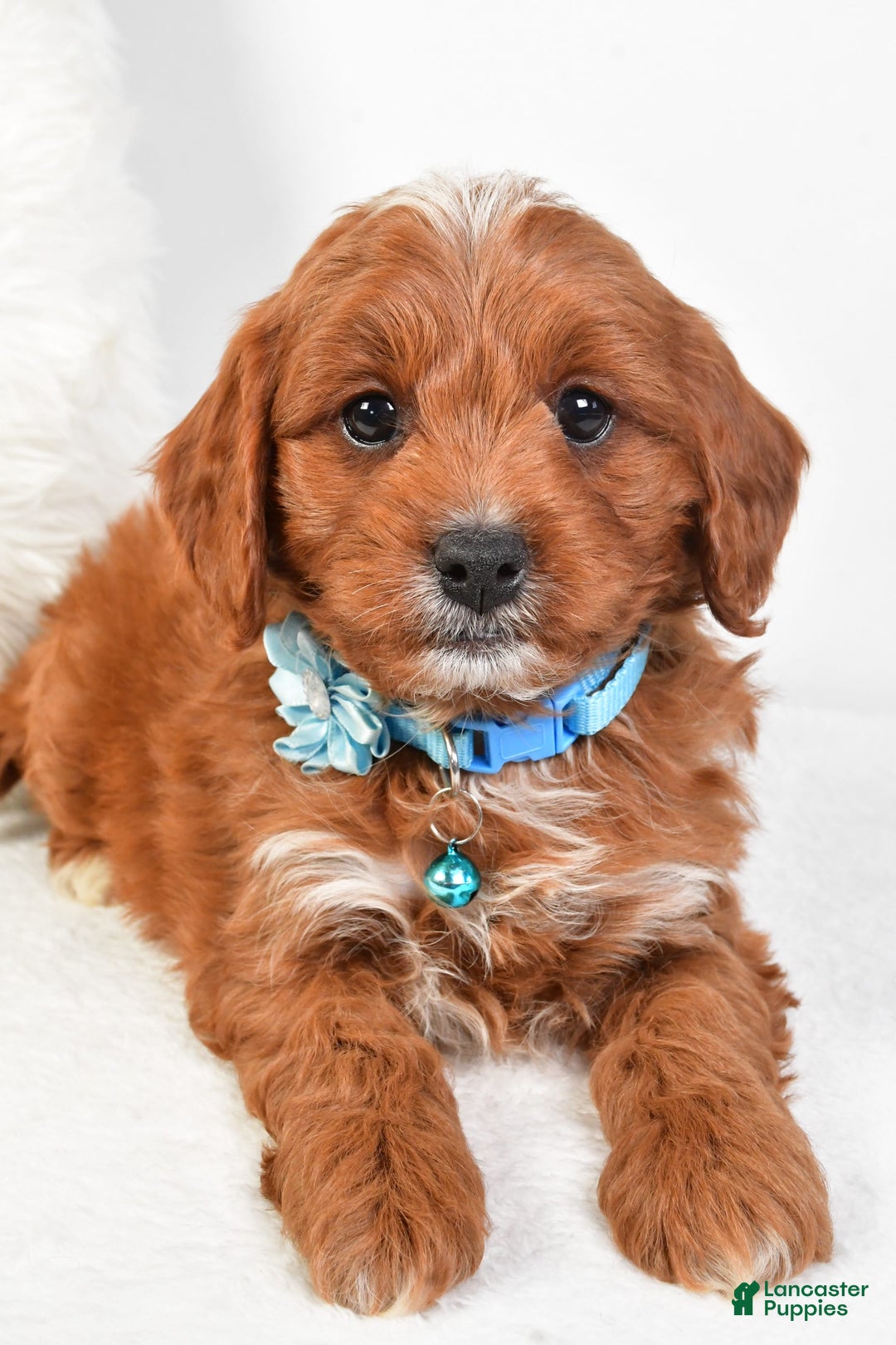 Cavapoo dogs for sale: Goffy - Image 5