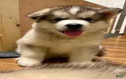 Alaskan Malamute dogs for sale: Yukon - Image 3