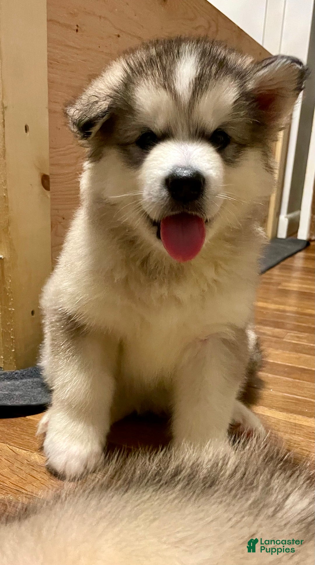 Alaskan Malamute dogs for sale: Yukon - Image 3