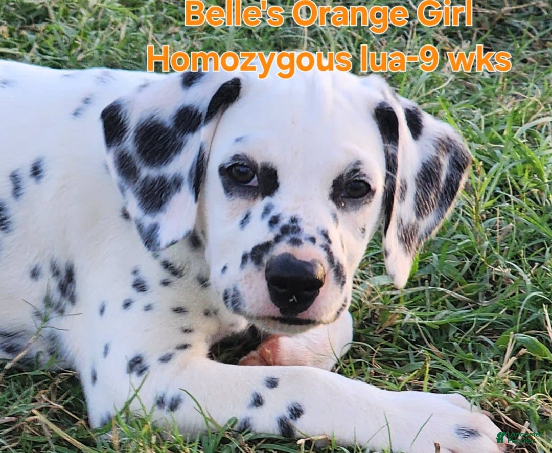 Dalmatian dogs for sale: Belles Orange Lua Girl - Image 1