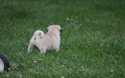 Pug dogs for sale: Edith - Image 4