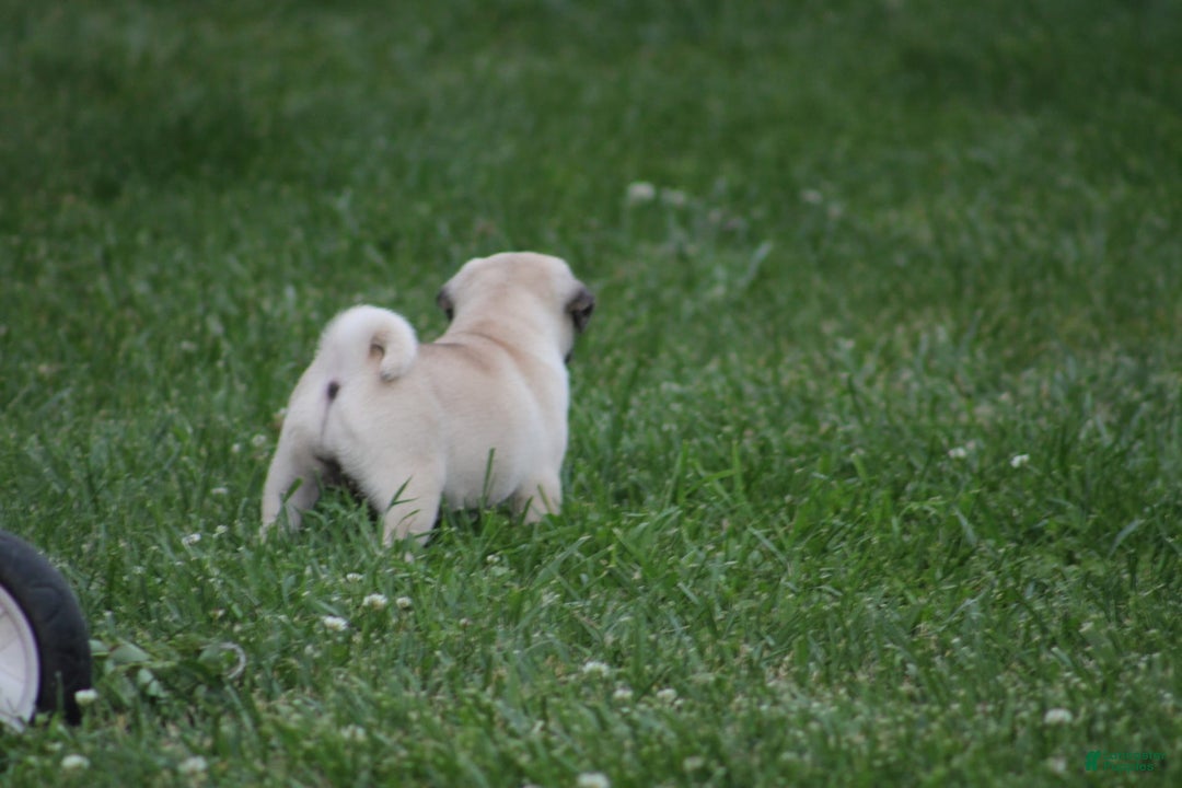 Pug dogs for sale: Edith - Image 4