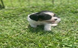 Cavalier King Charles Spaniel dogs for sale: Puppy28 - Image 1