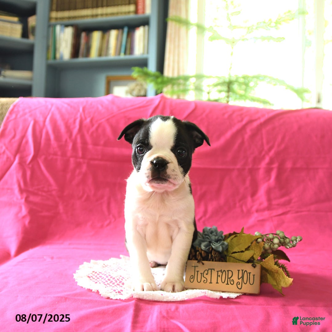Boston Terrier dogs for sale: Leo - Image 5