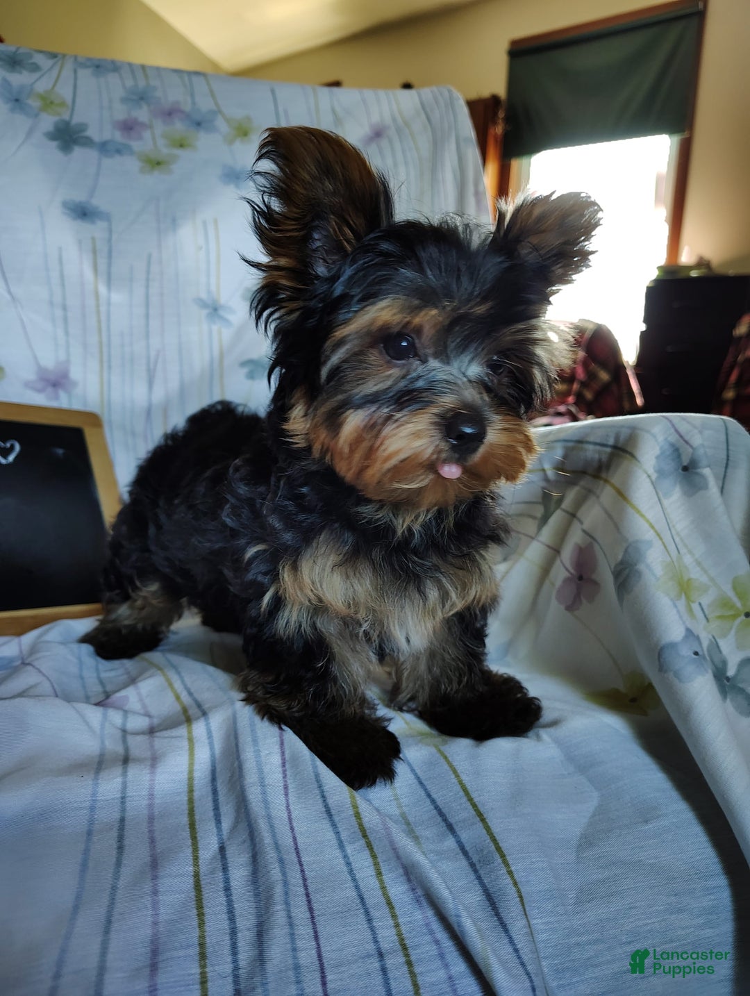 Yorkshire Terrier dogs for sale: Gerri - Image 15