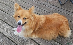 Welsh Corgi Pembroke dogs for sale: Rizzo - Image 4