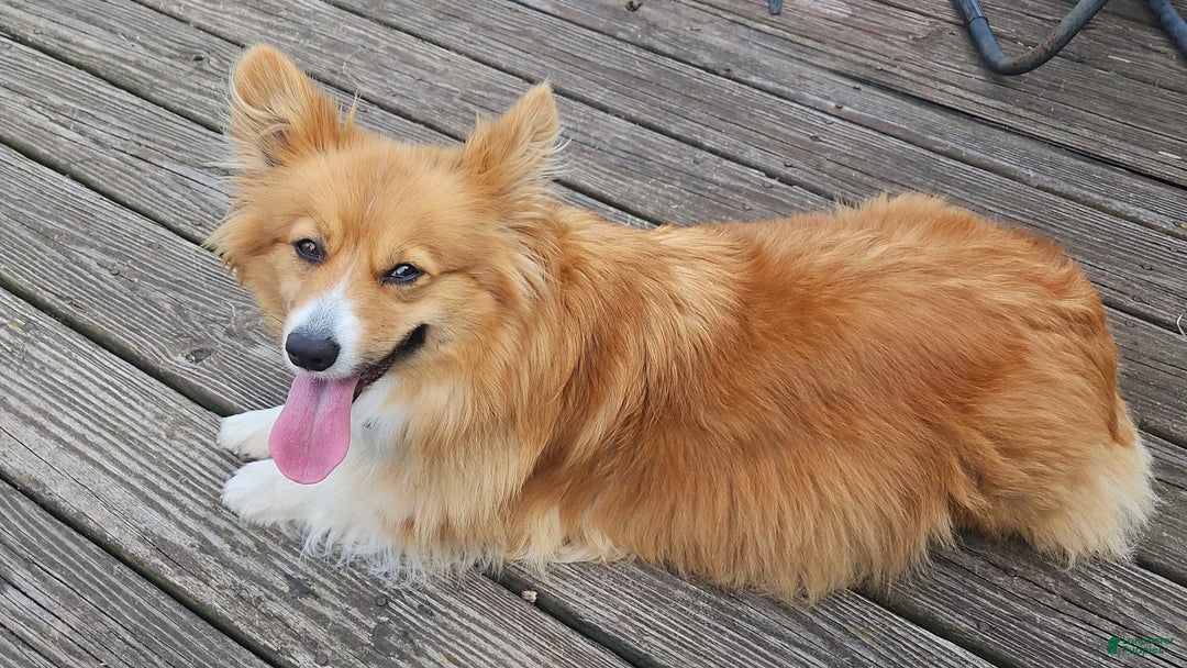 Welsh Corgi Pembroke dogs for sale: Rizzo - Image 4