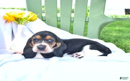 Basset Hound dogs for sale: Shanda - Image 19