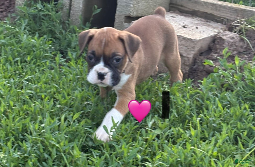 Boxer dogs for sale: Boxer - Image 1