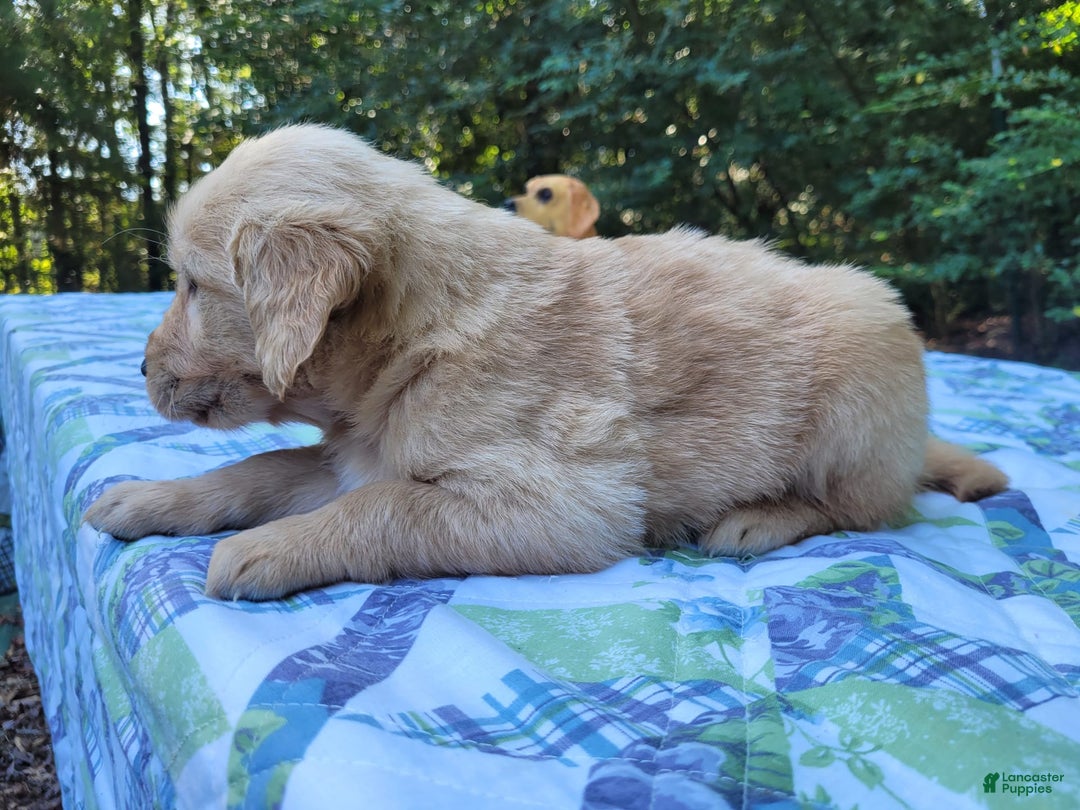 Golden Retriever dogs for sale: SHELLY - Image 5