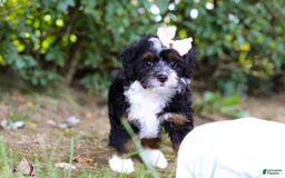 Mini Bernedoodle dogs for sale: Nova - Image 4