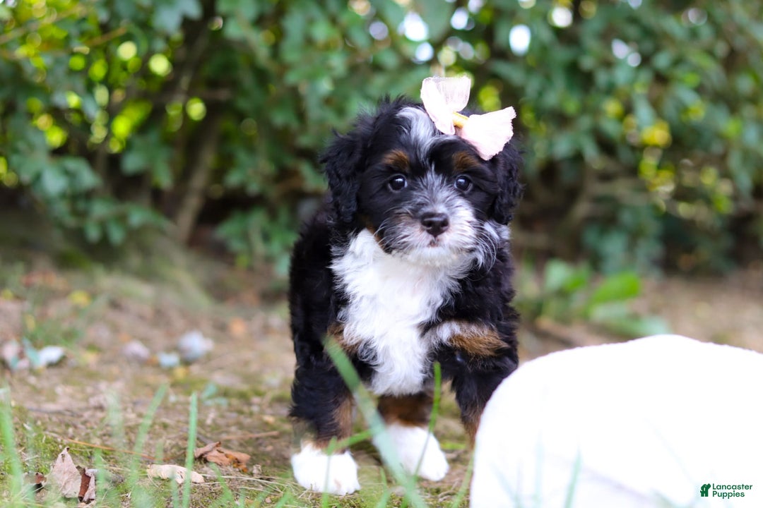 Mini Bernedoodle dogs for sale: Nova - Image 4