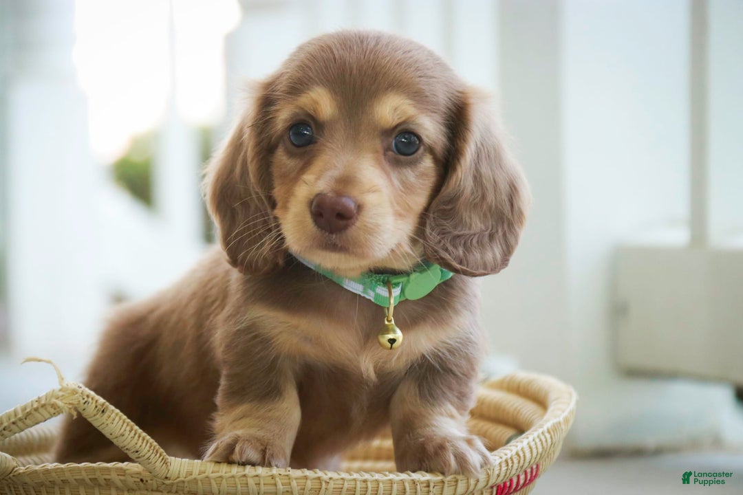 Miniature Dachshund dogs for sale: Forrest - Image 9