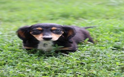 Miniature Dachshund dogs for sale: Duke - Image 12