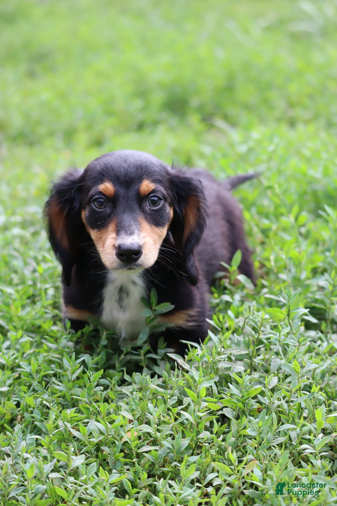 Miniature Dachshund dogs for sale: Duke - Image 12