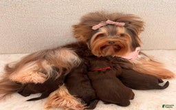 Yorkshire Terrier dogs for sale: Zelie - Image 1