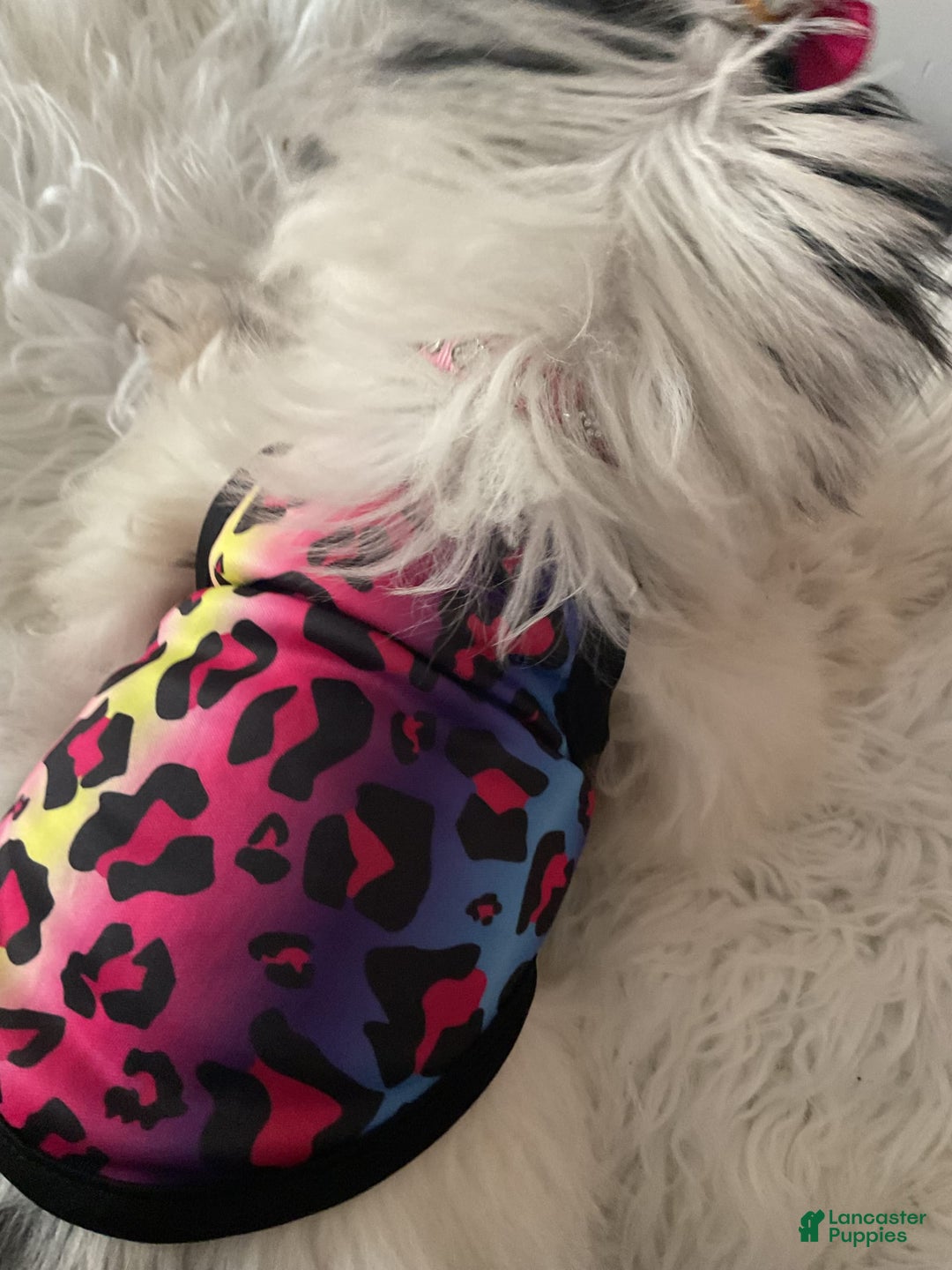 Shihpoo dogs for sale: Shihpoo - Image 6