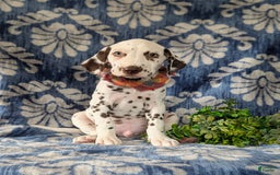 Dalmatian dogs for sale: Langley Liver - Image 5