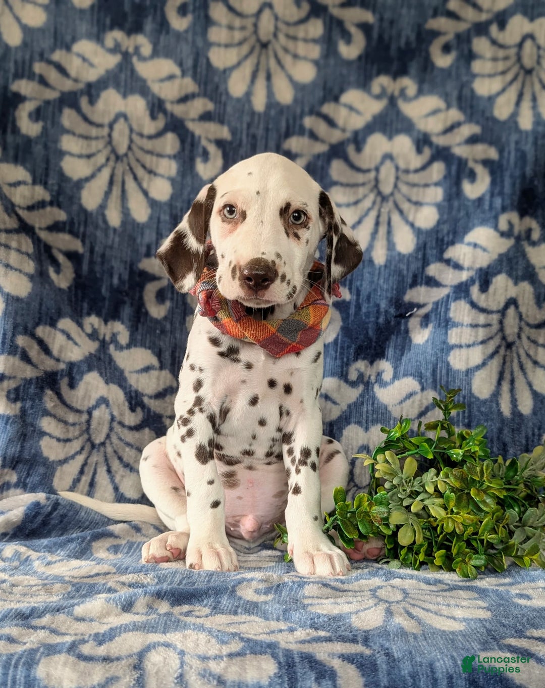 Dalmatian dogs for sale: Langley Liver - Image 5