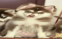 Pomsky dogs for sale: Joy - Image 3