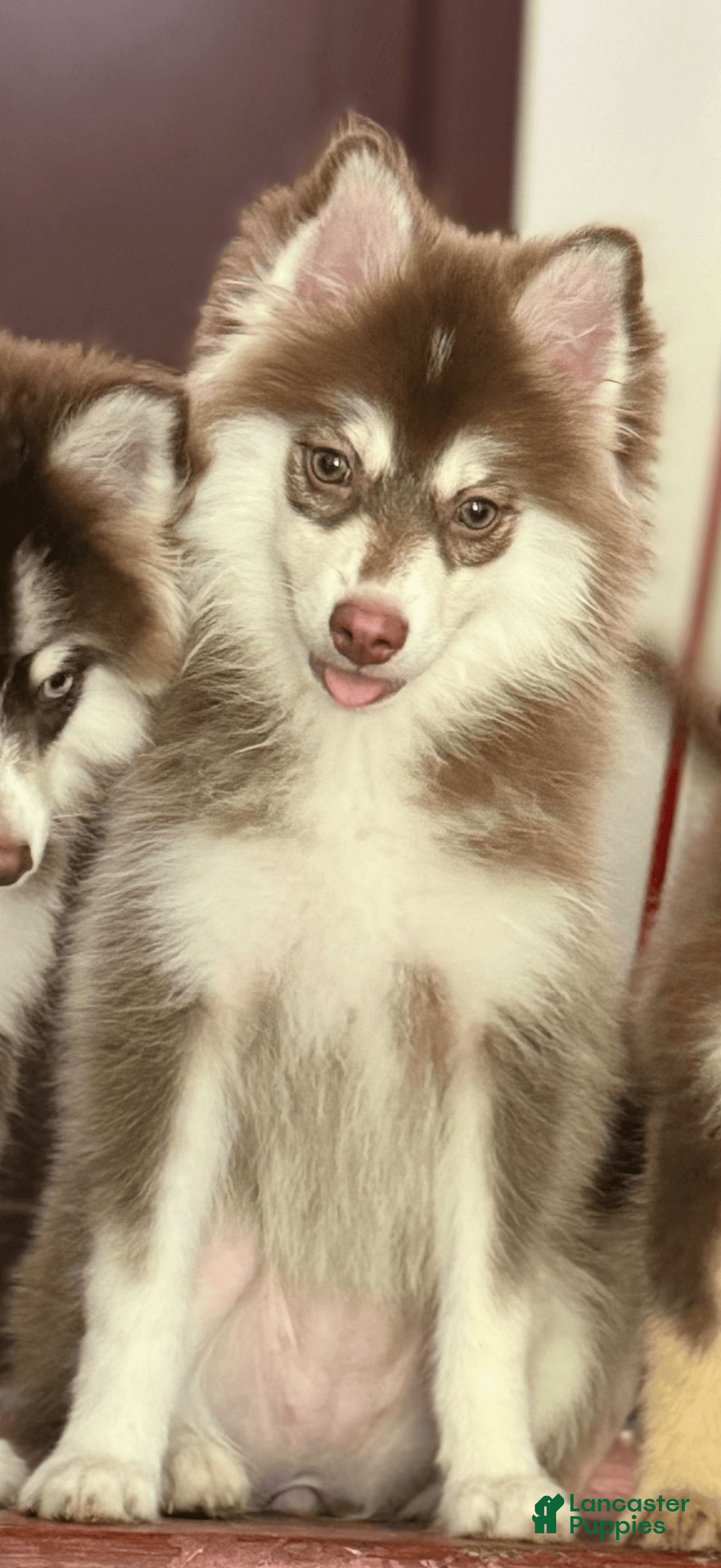 Pomsky dogs for sale: Joy - Image 3
