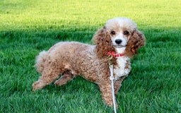 Cavapoo dogs for sale: Skip - Image 10