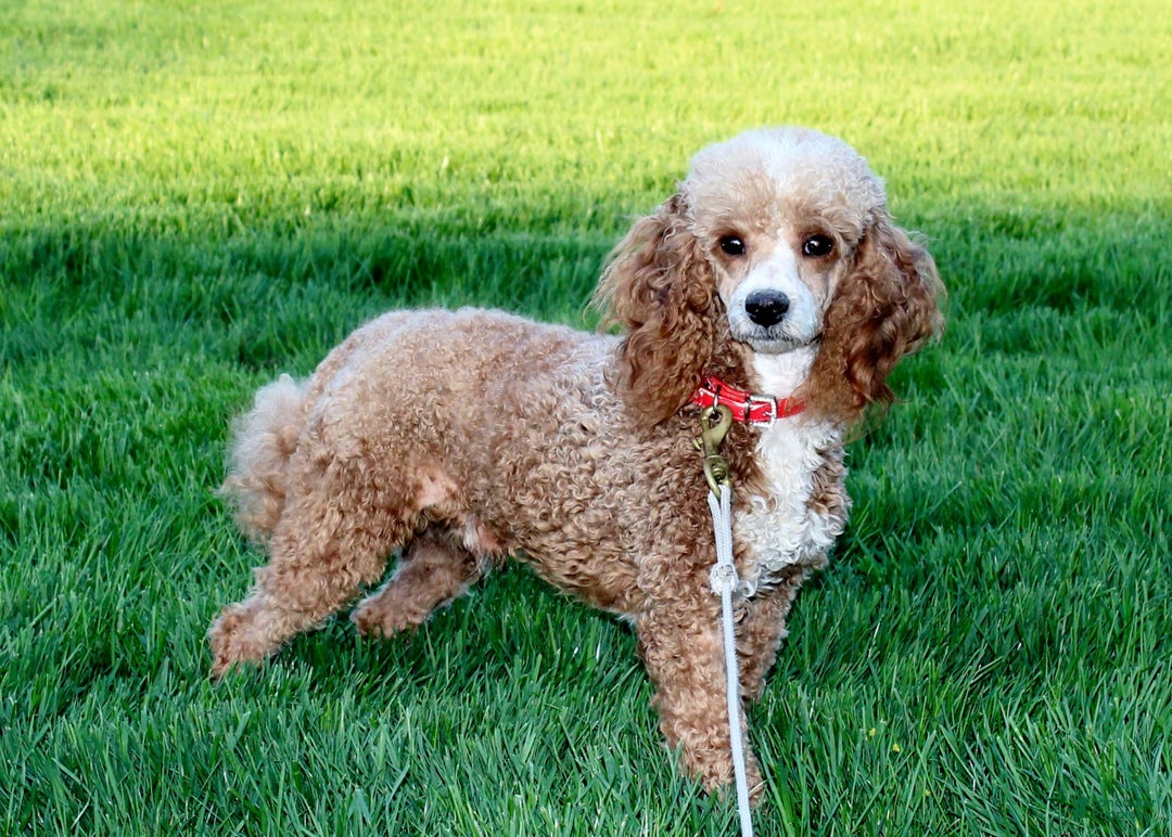 Cavapoo dogs for sale: Skip - Image 10