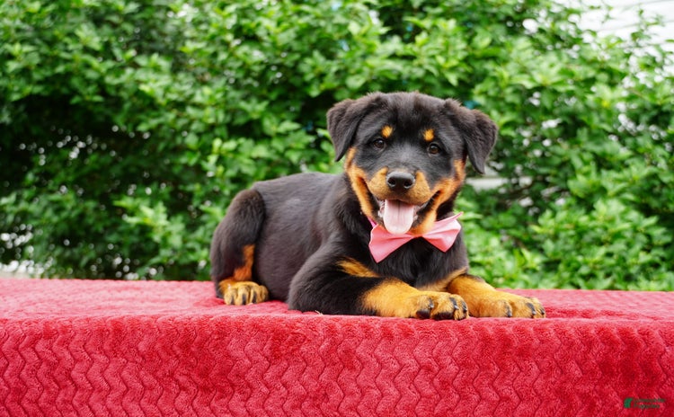 Rottweiler dogs - Advert 19