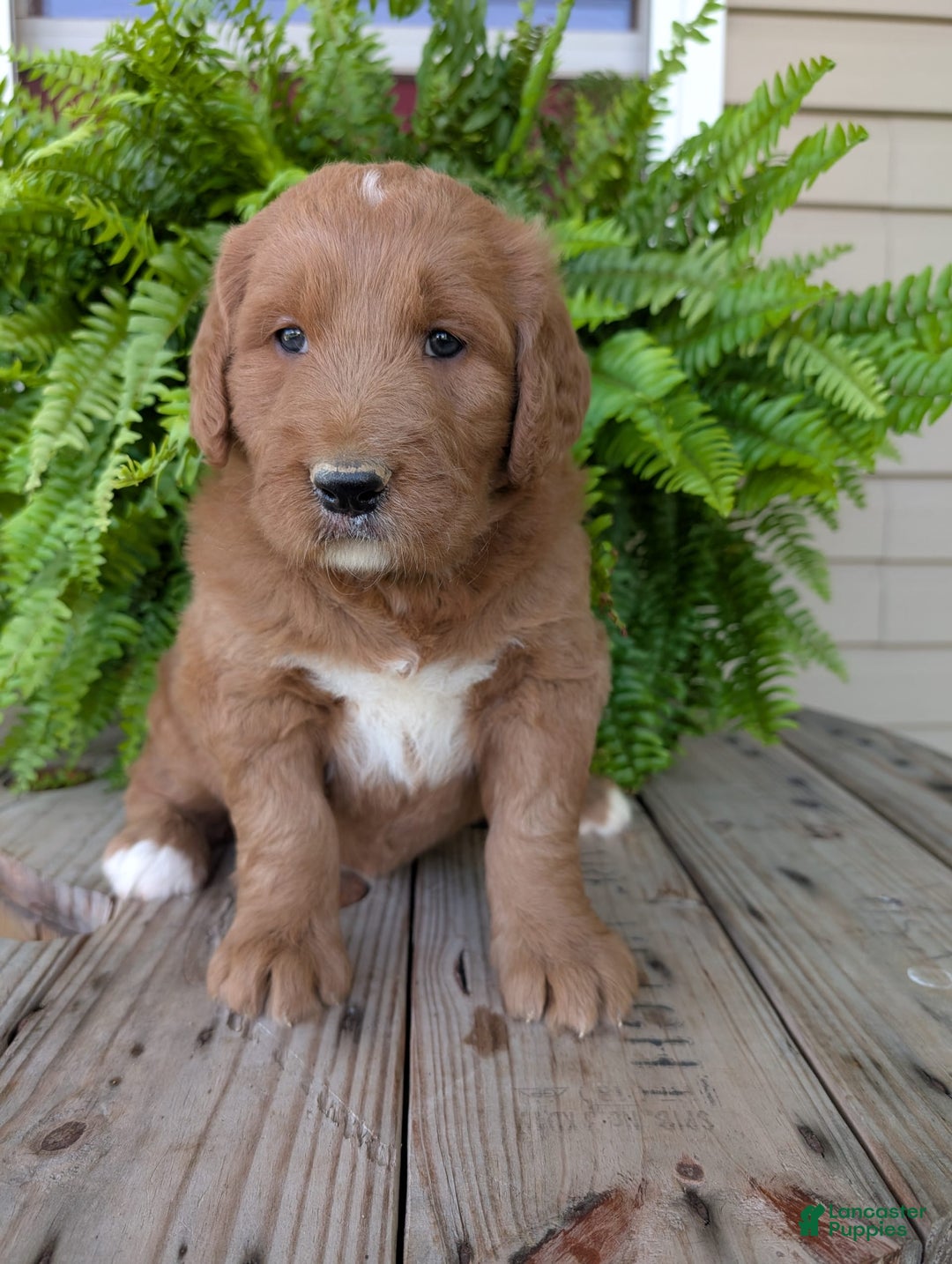 Goldendoodle dogs for sale: Ben - Image 3
