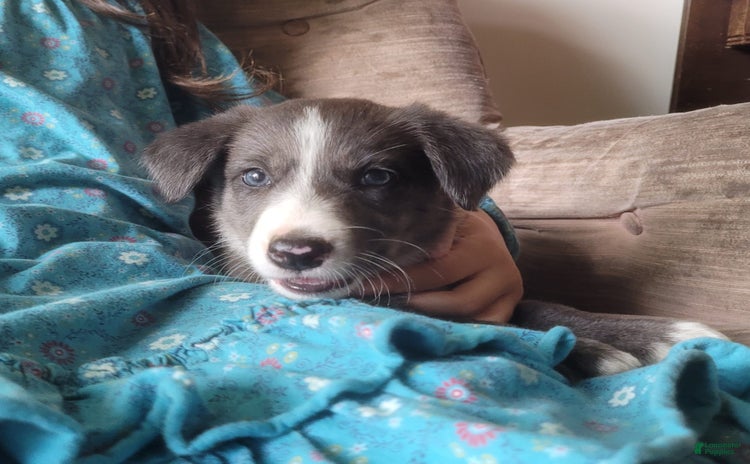 Border Collie dogs for sale - Ad 2