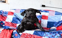 Cane Corso dogs for sale: Sage - Image 7