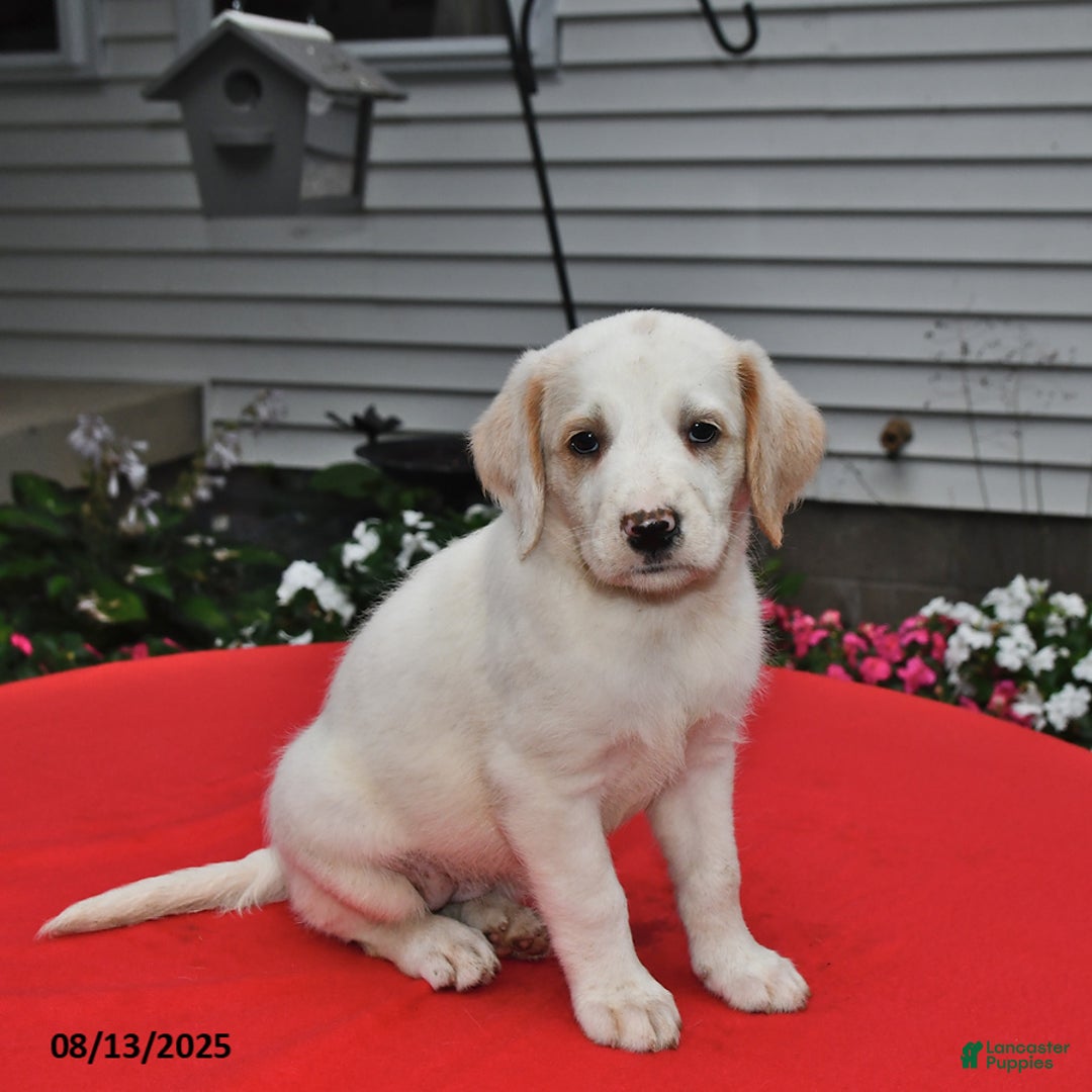 Goldador dogs for sale: Maddie - Image 2