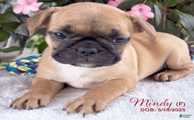French Bulldog dogs for sale - Ad 2
