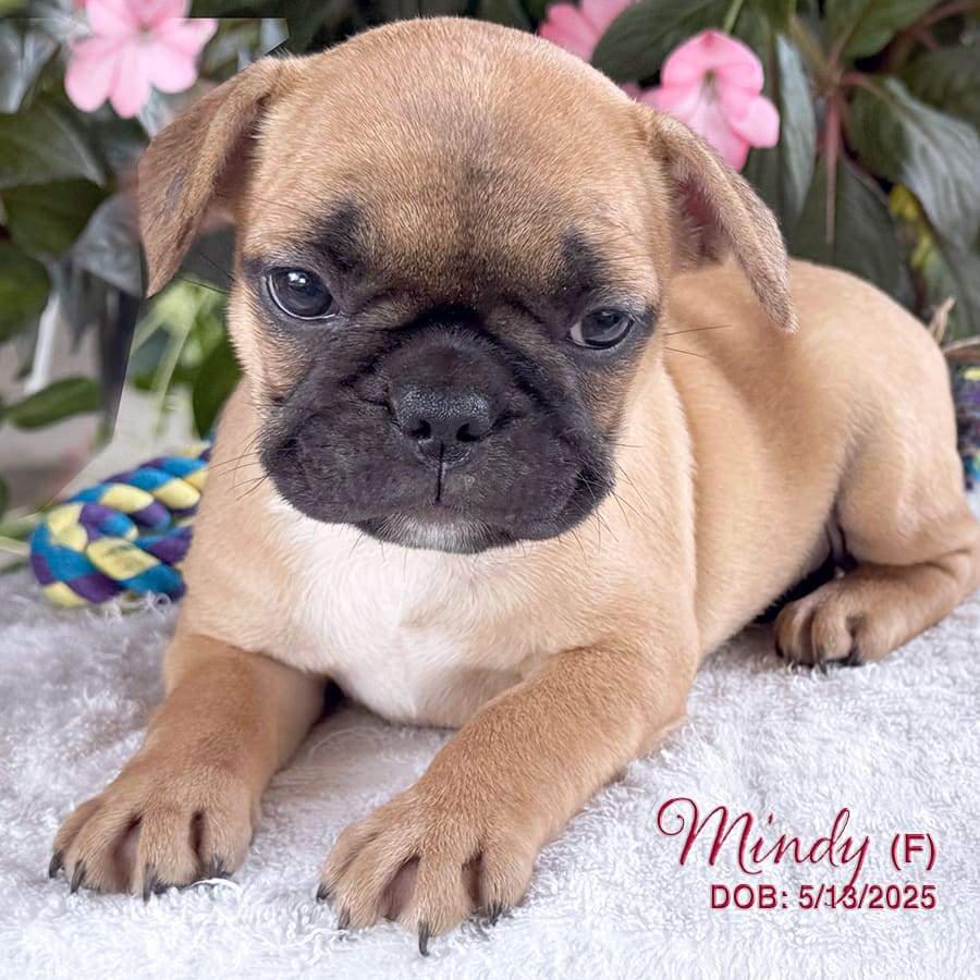 French Bulldog dogs for sale: Mindy - Image 1