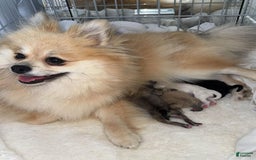 Pomeranian dogs for sale: Kim - Image 4