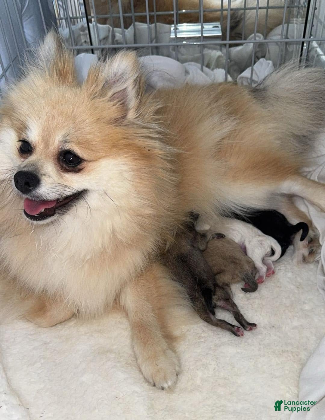Pomeranian dogs for sale: Kim - Image 4