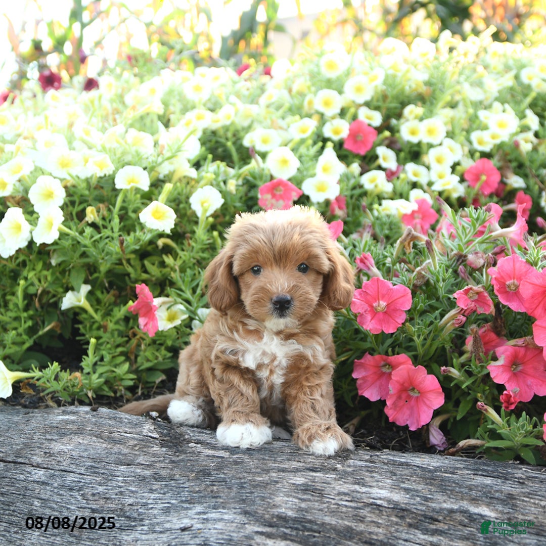 Havapoo dogs for sale: Tessa - Image 2