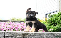 German Shepherd dogs for sale: Scout - Image 2