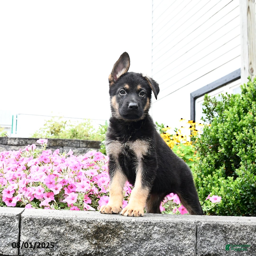 German Shepherd dogs for sale: Scout - Image 2