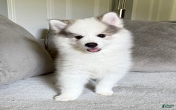 Pomsky dogs for sale: Loki - Image 5