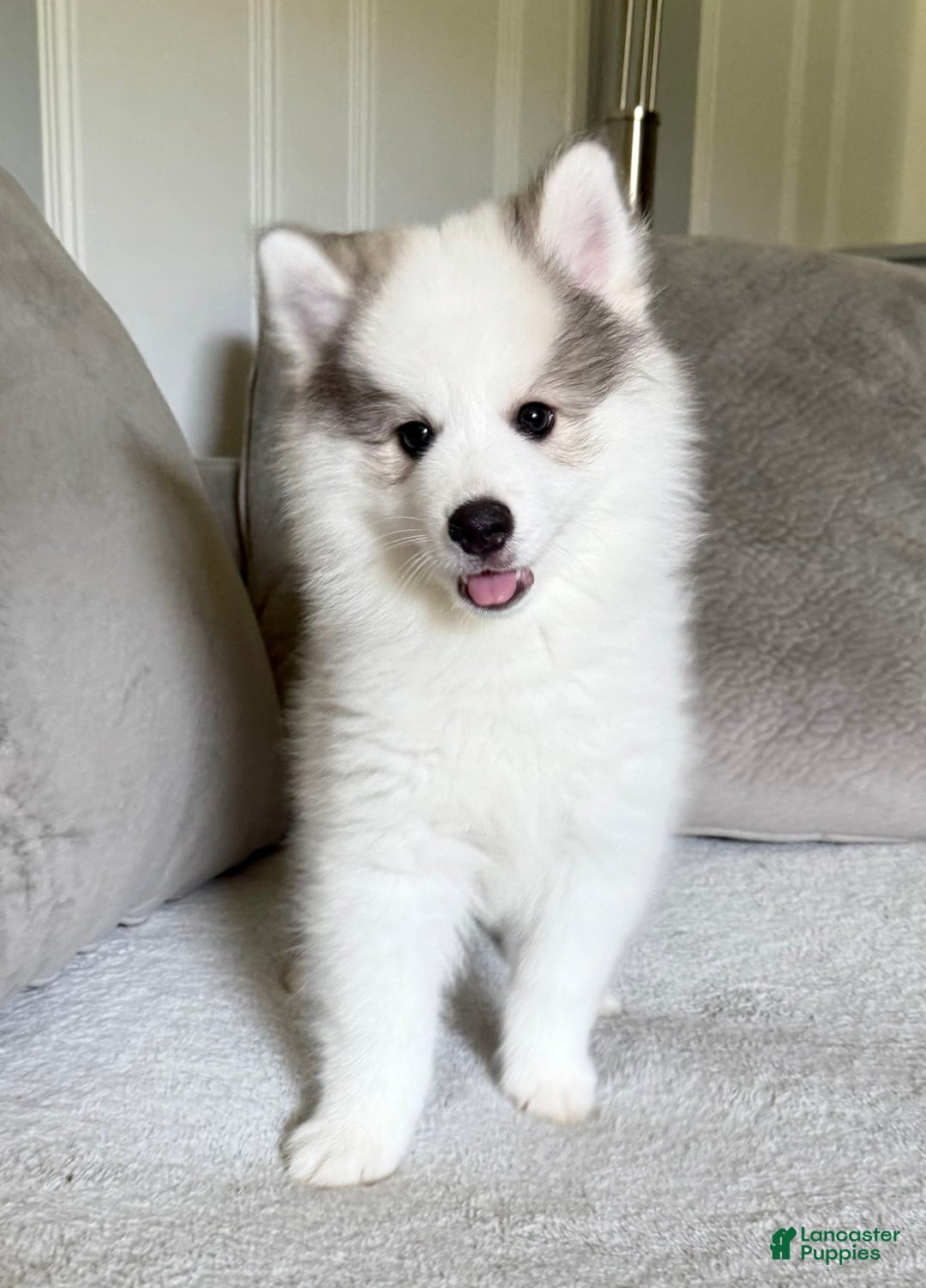 Pomsky dogs for sale: Loki - Image 5