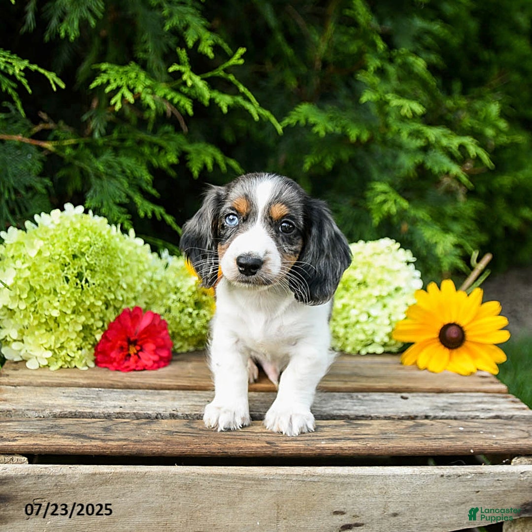 Miniature Dachshund dogs for sale: Enzo - Image 5