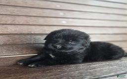 Newfoundland dogs for sale: Pixie - Image 3