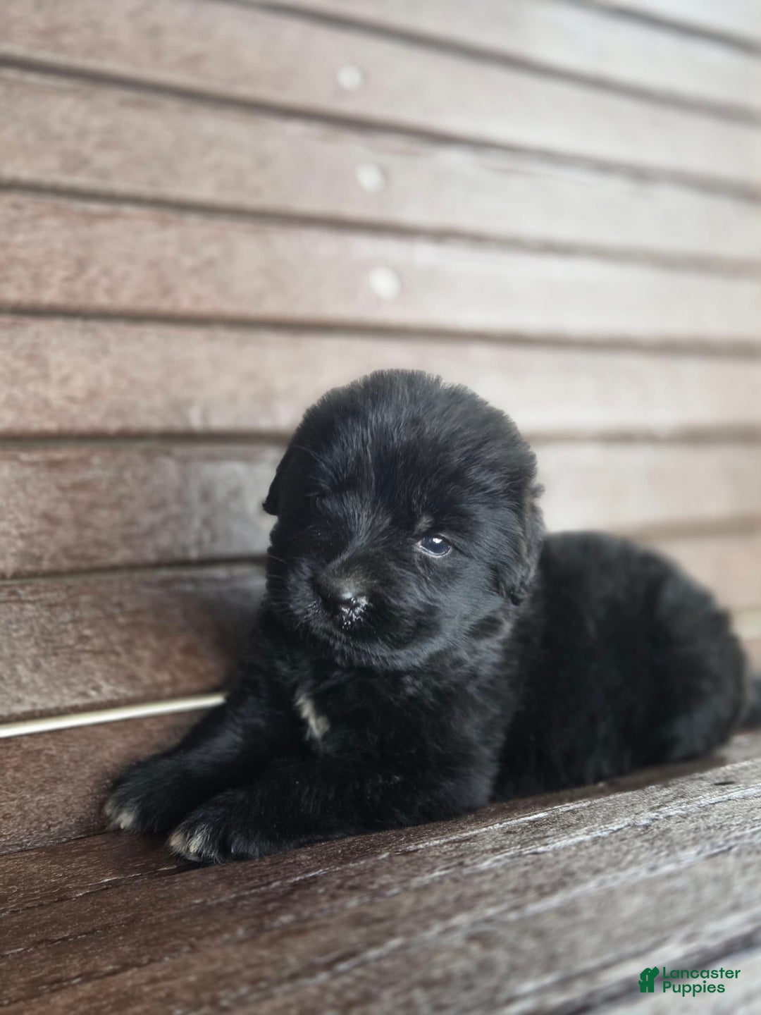Newfoundland dogs for sale: Pixie - Image 3