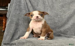Boston Terrier dogs for sale: Loki - Image 4
