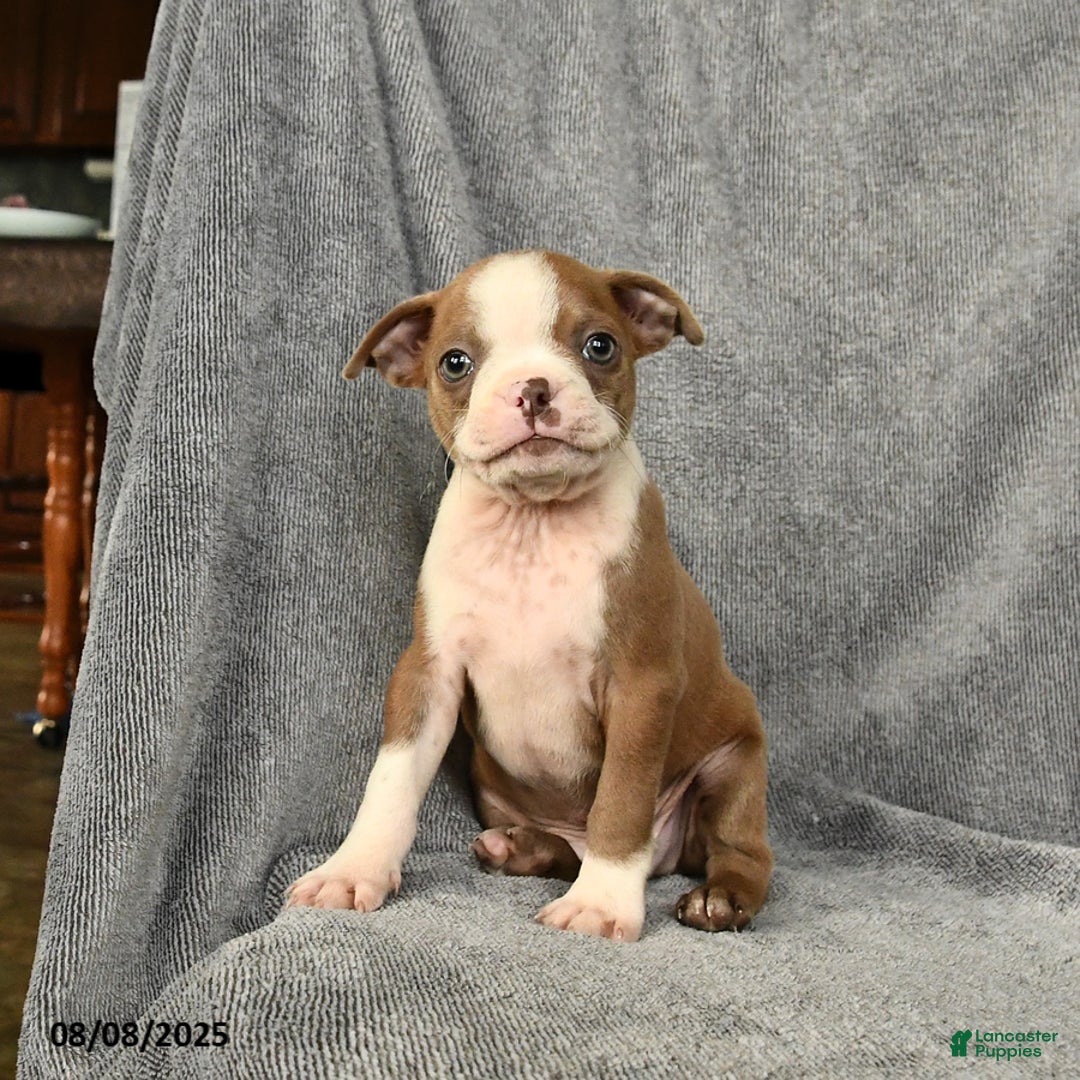 Boston Terrier dogs for sale: Loki - Image 4